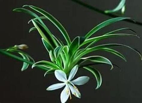 吊蘭 花語